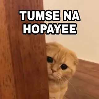 😎 c123bf1d TUMSE NA HOPAYEE 猫, 表情包, 搞笑, 印地语, 失败, 可爱 telegram sticker