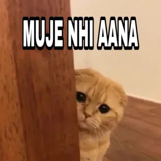 😎 c42386a3 MUJE NHI AANA 猫, 表情包, 印地语, 搞笑, 动物 telegram sticker