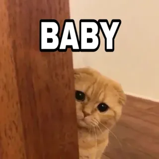 😎 c5f5aabc BABY 猫, 小猫, 可爱, 宝宝, 宠物, 动物, 家猫 telegram sticker