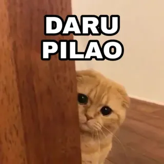 😎 d4464abc DARU PILAO 猫, 宠物, 动物, 可爱, 偷看, 可爱 telegram sticker
