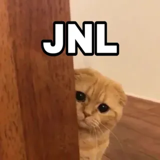 😎 e072c2cf JNL 猫, 偷看, 可爱, 橘猫, 宠物, 小猫 telegram sticker