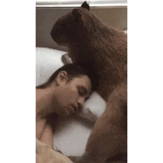 💤 12dffe63 水豚, 动物, 啮齿动物, 睡觉, 可爱 telegram sticker