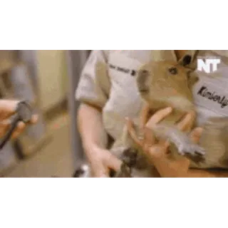 👨‍⚕️ 1d223e24 水豚, 啮齿动物, 动物, 可爱 telegram sticker