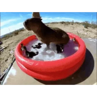 🛁 399af328 水豚, 泳池, 动物, 可爱, 啮齿动物, 洗澡 telegram sticker