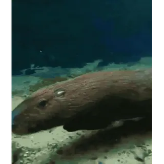 🦫 66d193a8 telegram sticker