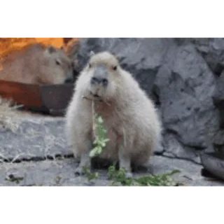 🥬 8b13159c 水豚, 啮齿动物, 动物, 可爱, 野生动物, 吃东西 telegram sticker