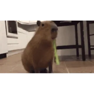 🥬 a8ebf19c 水豚, 啮齿动物, 动物, 可爱, 吃东西 telegram sticker