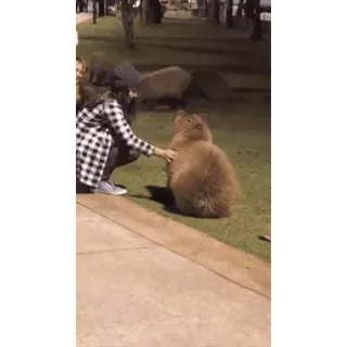 😏 b8f098d0 水豚, 啮齿动物, 哺乳动物, 抚摸, 友善 telegram sticker