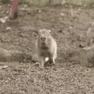 😱 f14ba1df 水豚, 动物, 可爱, 啮齿动物, 野生动物 telegram sticker