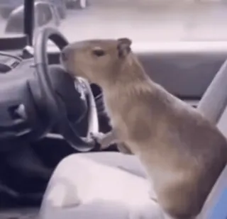 💎 04b189b0 Capibara, Dier, Auto, Rijden, Knaagdier telegram sticker