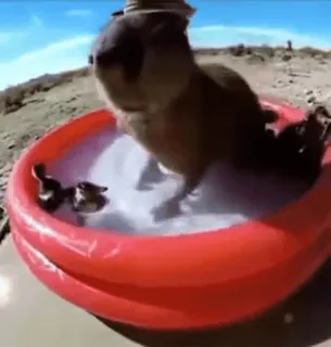 🤠 2328704c capibara, zwembad, dieren, schattig, hoed telegram sticker