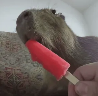 капибарычи :: @fStikBot whatsapp stickers