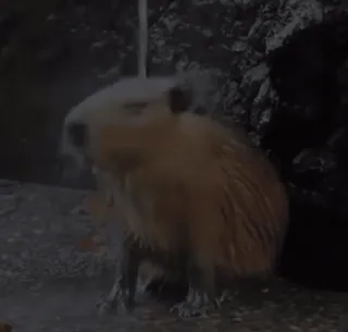 🛁 5ee260b1 capibara, knaagdier, dier telegram sticker