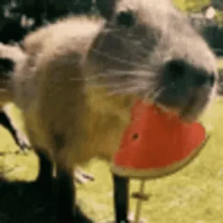 капибарычи :: @fStikBot telegram stickers