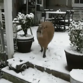 ❄️ b27b7fe1 capibara, dier, sneeuw, winter, knaagdier, schattig, zoogdier telegram sticker