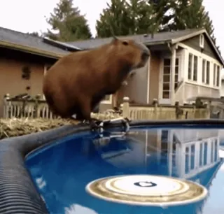 💦 dbdc4dc2 capibara, zwembad, dier, zwemmen, knaagdier, water telegram sticker