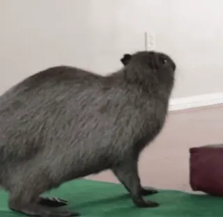 💃 ea9cc45b capibara, knaagdier, dier, zoogdier telegram sticker