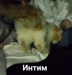 🔞 5bc09f68 Интим gato, animal de estimação, animal, russo, texto whatsapp sticker