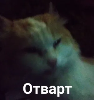 🤢 7bbce878 Отварт gato, animal, animal de estimação, отварт whatsapp sticker