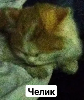 🧑‍🦳 a6a7110c Челик gato, gatinho, animal, gato doméstico, animal de estimação whatsapp sticker