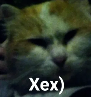 🤭 bae7a48d Xex) gato, animal de estimação, animal, gato doméstico whatsapp sticker