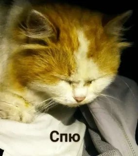 🥱 c8a98b62 Сплю gato, dormindo, fofo, animal, doméstico whatsapp sticker