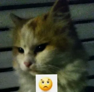 😞 d06c7f2e gato, animal, adesivo, emoji, triste, felino whatsapp sticker