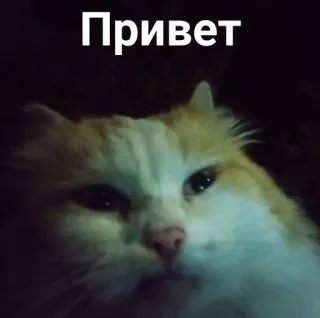 😁 df38f808 Привет gato, saudação, russo, olá, animal whatsapp sticker