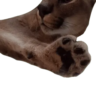 👌 0c46b49d cat, animal, mammal, paw, domestic cat, close-up, carnivore, fur telegram sticker