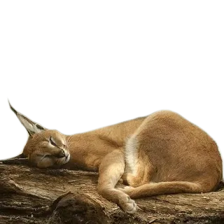😴 43b68105 caracal, cat, sleeping, feline, animal, wildlife telegram sticker