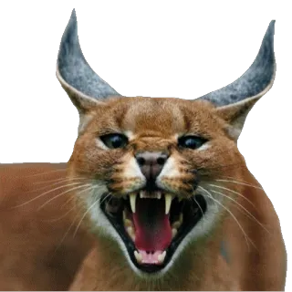 Каракалы whatsapp stickers