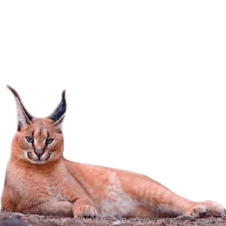 🙄 baf509d4 caracal, cat, animal, wildlife, big cat, feline, mammal telegram sticker