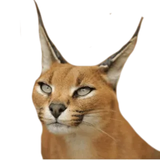 😠 bca3da33 caracal, cat, animal, wildlife, ears, mammal telegram sticker