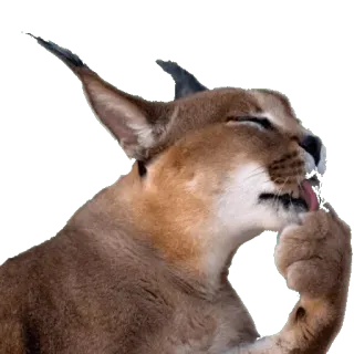 Каракалы telegram stickers