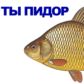 КАРАСЬ telegram stickers