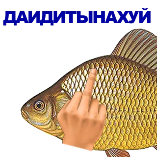 🐠 b3cf90b3 pez, dedo corazón, grosero, ofensivo, gesto telegram sticker