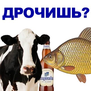 🐠 cf8bcdc3 vaca, pez, cerveza, animal, comida telegram sticker