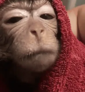 🤪 166c8a35 Affe, Tier, Handtuch, süß, Porträt, Primat telegram sticker