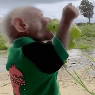 🍇 248b23f7 Affe, Tier, Säugetier, Draussen, Albino Affe, Süss, Spielend, Spielzeug telegram sticker