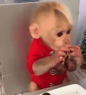 🍇 3ef1d991 Affe, Tier, Traube, süß, lustig telegram sticker