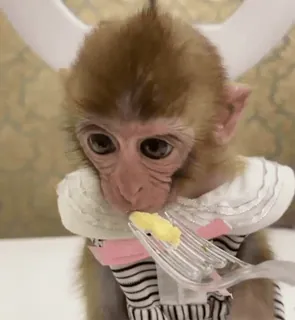 😋 43d4d317 Affe, Tier, Essen, Gabel, süß, entzückend telegram sticker