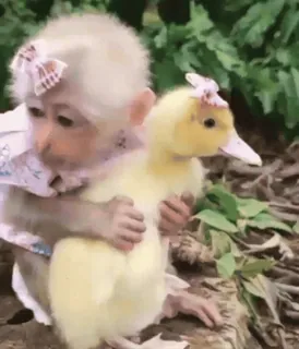 🤍 4eeaf2cd Affe, Entchen, süß, Tiere, Freundschaft, im Freien, Tierbabys telegram sticker