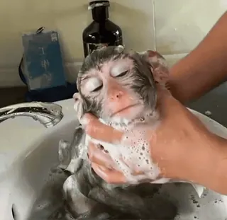 😶 5f73ee15 Affe, Bad, Tier, Pflege, süß, Haustier telegram sticker