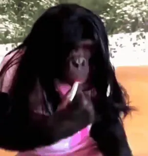 💄 7962050d Schimpanse, Primaten, Tier, Wildtier, Säugetier, Affen telegram sticker