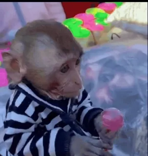 😋 8014643d Affe, Tier, Lutscher, süß, gestreiftes Shirt, Wildtier, Primat telegram sticker