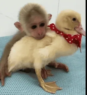 🤍 81f47dd1 Affe, Entchen, Freundschaft, Tiere, süß, Affenbaby, Entenküken, entzückend telegram sticker