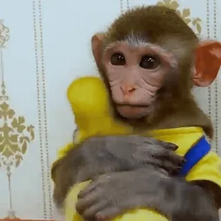 каришкины :: @fStikBot telegram stickers