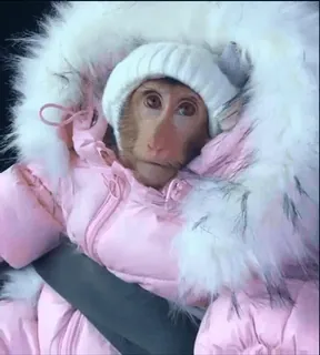 💅 845b6b37 Affe, Tier, Winterkleidung, Säugetier, Kaltes Wetter, Fell, Pelzkleidung telegram sticker