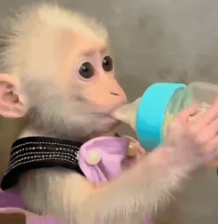 каришкины :: @fStikBot telegram stickers