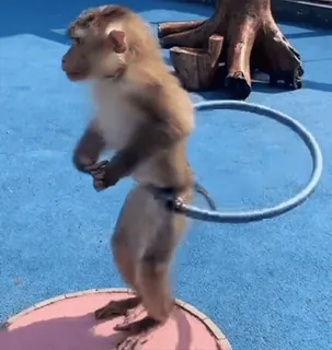 😎 b151c914 Affe, Tier, Hula Hoop, süß, Primaten, Training telegram sticker